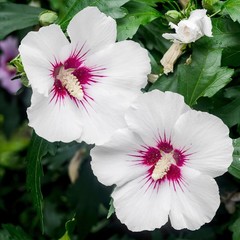 Hibiscus First Editions Bali 1 Potted Plant – Rooted in Quart Pot, Easy to Grow