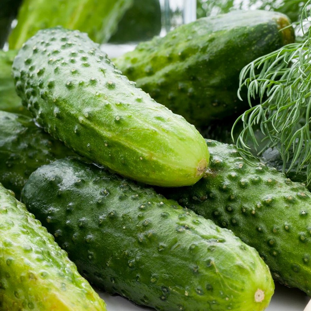 Boston Pickling Cucumber Seeds, Green Prolific, Gherkin, NON-GMO, FREE SHIPPING