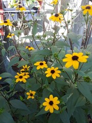 Rudbeckia triloba/Brown eyed Susan starter plant