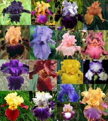 5 Tall Bearded Iris Rhizomes/Bulbs~MIXED COLORS~Some Reblooming~Perennial Flower