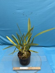 Encyclia alata Fragrant Brown Gold White Yellow Orchid Species 2 Spikes 6” Pot
