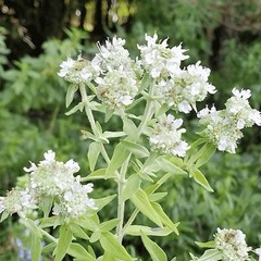 1000+ HAIRY MOUNTAIN MINT Seeds (Pycnanthemum Pilosum) Herb Flower Non-GMO SEEDS