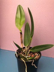(782-1) Rlc.Chunyeah ‚No 10″ MS