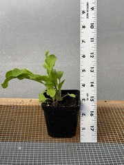 Arugula Live Plant – Seedlings/Plugs and Plants – 3″- 12″ tall – 30-60+ days old