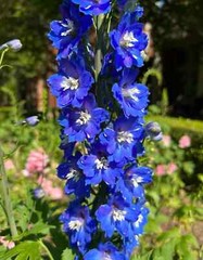 Larkspur Delphinium Perennial Bare Root Live Garden Plant Outdoor
