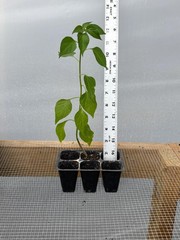 Tobasco Pepper Live Plants – Seedlings/Plugs- 3″- 6″ tall – 30-50 days old