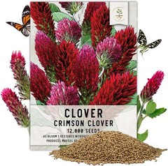 Clover Seeds Crimson Clover Ground Cover 12,000+ Seeds Trifolium Incarnatum