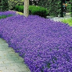 Italian Lavender Seeds | 50 Seeds | Heirloom – Non-GMO | Free Shipping | 1139