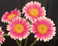 200+ Pink & White Gerbera Daisy Seeds for Garden Planting – USA – FAST SHIPPING!