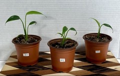 US SELLER!! Monstera Burle Marx Flame — SELLERS CHOICE!!!