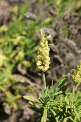 20 YELLOW LAVENDER Lavandula Viridis Canary Spanish Portuguese Flower Herb Seeds