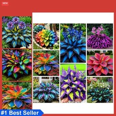 290+ Perennial Hostas for Planting, Low Maintenance Rich Foliage, Heart Hosta