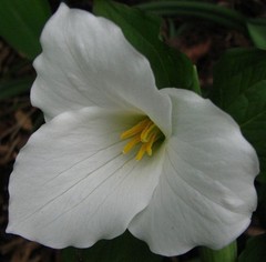 White Trillium 20 bulbs