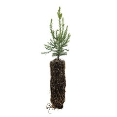 Giant Sequoia Redwood – Sequoiadendron giganteum – 5-8 inches tall, potted