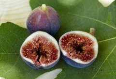 Fig Tree – ‚Brown Turkey‘ – Fruiting Fig Tree – Ficus Carica