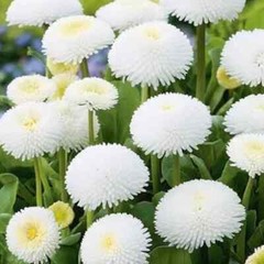 175 SEEDS -Daisy ENGLISH bellis enorma WHITE – GroCo- BUY ANY 15 – SHIPS FREE