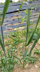 wheat Seeds Envelope/Packet – 50 Seeds Total
