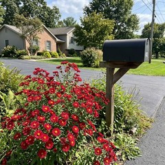 50 Red Aster Seeds Outdoor Patio Decor – Non-GMO Heirloom Seeds, Fast Growing