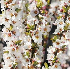 1 DORMANT Nanking bush red cherry, rooted plant. Zones 2-7 Prunus tomentosa