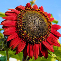 Fresh Premium Red Sun Sunflower Seeds | Heirloom Non-GMO | Flower seeds