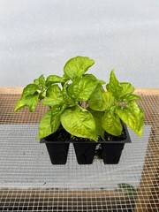 Tobasco Pepper Live Plants – Seedlings/Plugs- 3″- 6″ tall – 30-50 days old