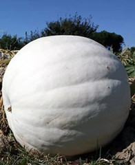 10 Polar Bear Pumpkin Seeds — LARGE —————– PURE WHITE ——- RARE