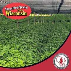 1 LB Stratified American Ginseng Seed Grow your own Wild Ginseng, Ready to Plant