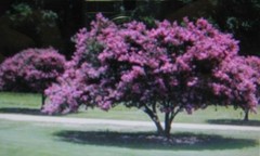 CREPE MYRTLE * 20 SEEDS * SHOWY *