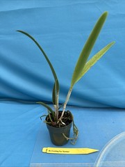 Rlc Everything Nice ‘Showtime’ Green White Fragrant Mericlone Orchid 2.5” Pot