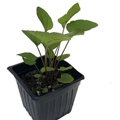 Brown-eyed Susan (Rudbeckia triloba) Organic Plant in 2.5-inch Pot