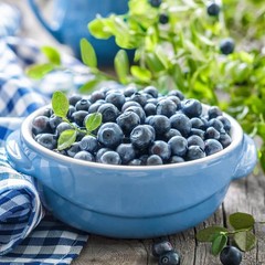 Blueberry Jersey Bare Root Live Plant, 1-Pack for Outdoor Gardening