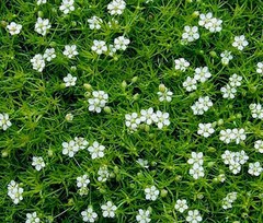 IRISH MOSS PEARLWORT Sagina Subulata – 2,000 Bulk Seeds