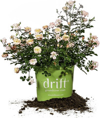 Apricot Drift 1 Gallon