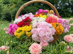 Random mixed colors of Portulaca