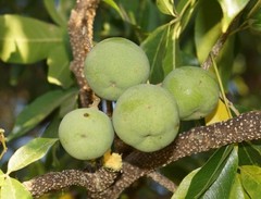 White Sapote Fruit Plant Tree – 8″ – 10″ (inches) Tall Fruit Tree Plant