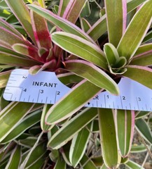 Exotic TROPICAL LANDSCAPE PLANT Pup Bromeliad White Red Green colorful unbranded