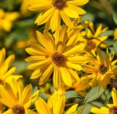 Maximilian Sunflower Seeds | Heirloom & Non-GMO | Fresh Perennial Flower Seeds