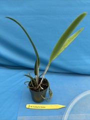 Rlc Everything Nice ‘Showtime’ Green White Fragrant Mericlone Orchid 2.5” Pot