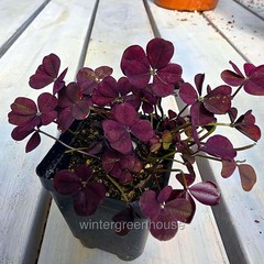Trifolium Lucky Clover, Coco Mint, Shamrock Clover