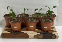 US SELLER!! Monstera Burle Marx Flame — SELLERS CHOICE!!!