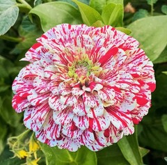 Peppermint Candy Stripe Zinnia | FRESH Seeds | Large Double Blooms | USA Seller