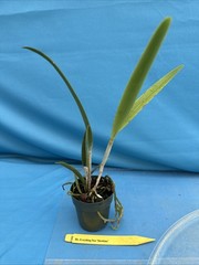 Rlc Everything Nice ‘Showtime’ Green White Fragrant Mericlone Orchid 2.5” Pot