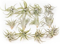 Air Plant Tillandsia Harrisii – Live Air Plants – Easy Care Indoor/Outdoor Decor