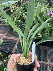 Masdevallia Redshine ‚Sheila‘ FCC/AOS Easy Grower
