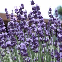 1000+ Vera Lavender Herb Seeds | Vera English | relaxation and relieve stress.
