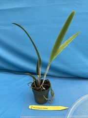 Rlc Everything Nice ‘Showtime’ Green White Fragrant Mericlone Orchid 2.5” Pot