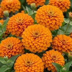 Zinnia GIGANTICA ORANGE 5″+ Florist Double Blooms Tall Cut Flowers USA 50 Seeds!
