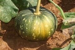 Pumpkin – Bangladeshi/Indian Pumpkin- 20 Indian Pumpkin Seeds- Grown in NJ