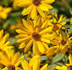 Sunflower MAXIMILIAN Perennial Flowers Butterflies Finches USA Non-GMO 500 Seeds