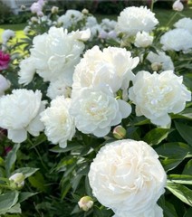 Double White Alba Peony Live Perennial Flower Bare Root Plant Full Sun US Seller